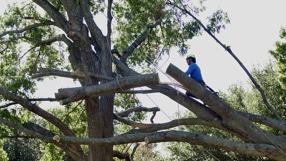 Professional Hazardous Tree Removal performed by certified arborists in Belleview