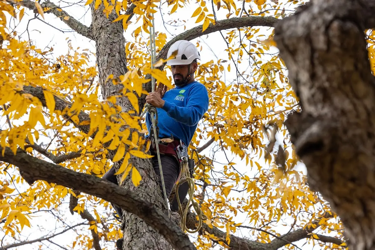 Skilled Dead Tree Removal crew working in Belleview